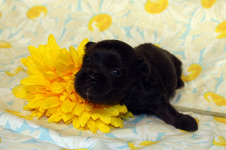 havanese-puppy-in-utah